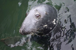 Grey Seal, Eyemouth, Scotland. Nikon D70 200mm lens by Mike Clark 